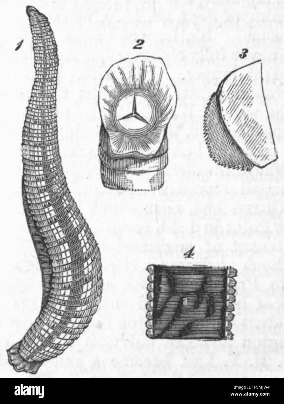 122 AmCyc Leech Stockfoto