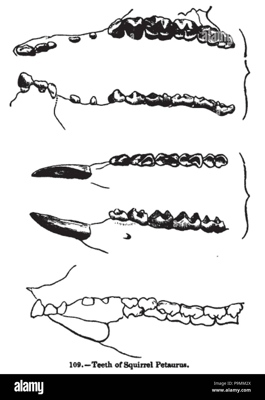 131 Animaldentition petaurusbreviceps Stockfoto