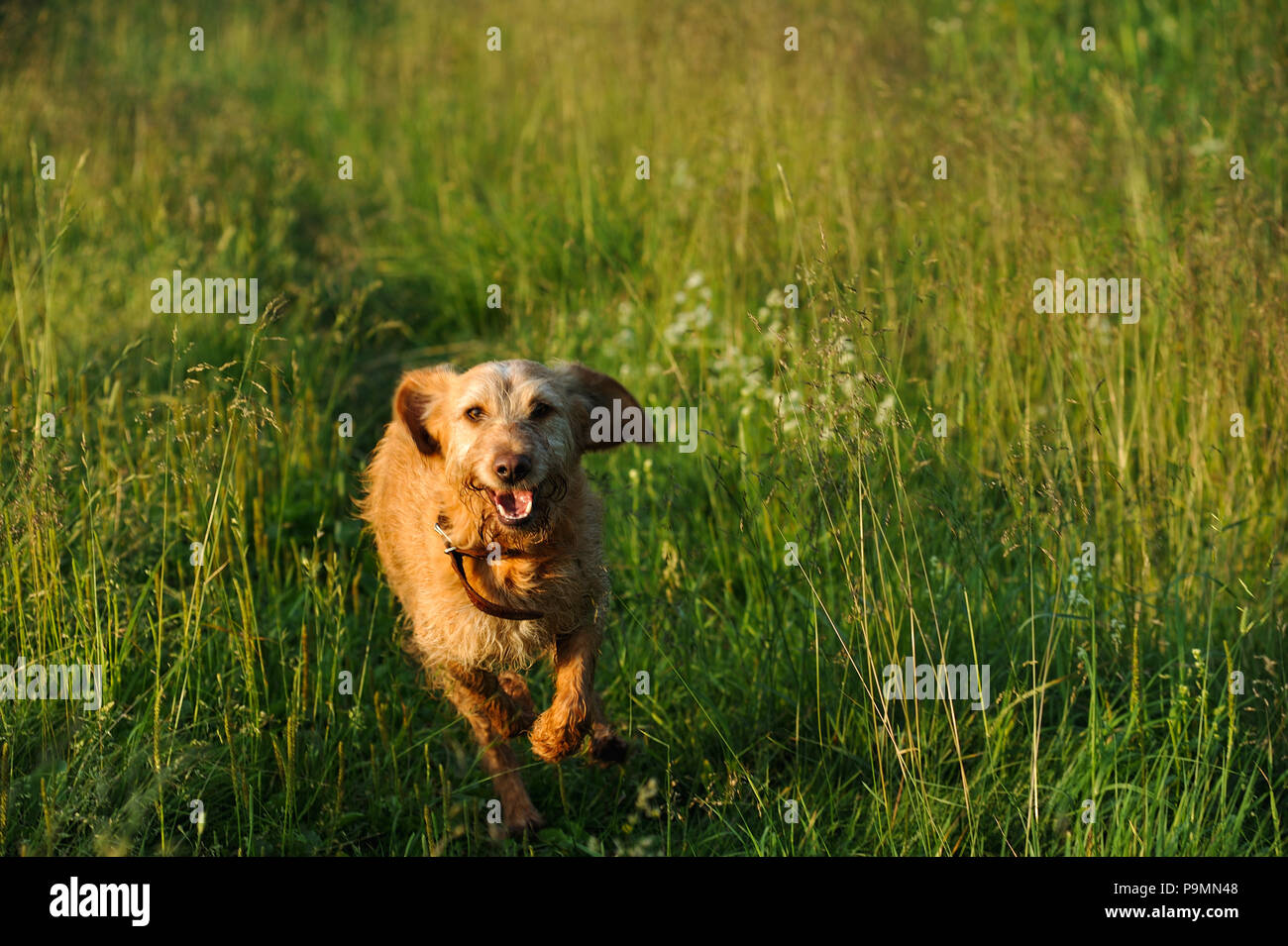 Goldenen Hund auf das Gras am frühen Morgen läuft. Stockfoto