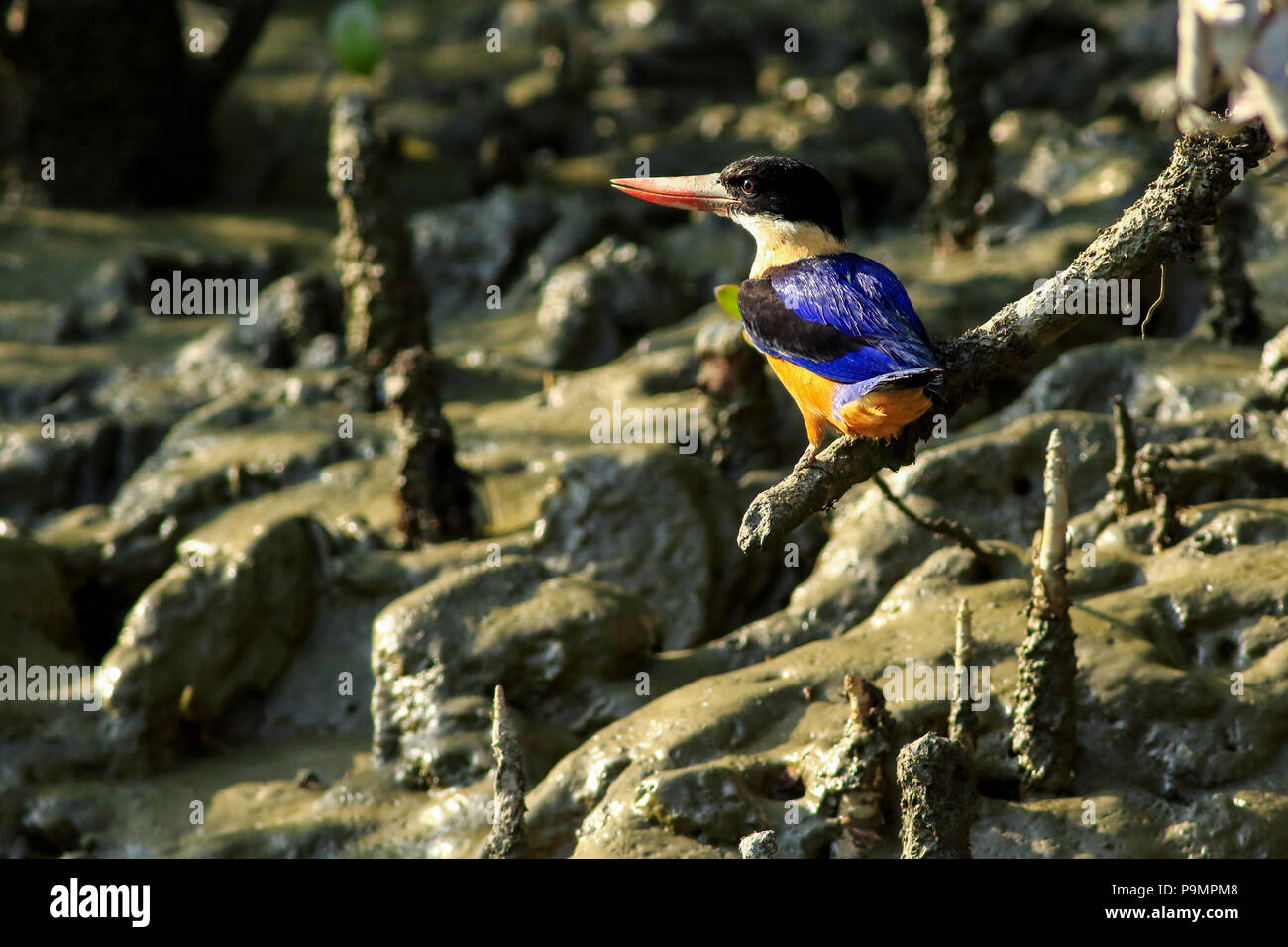 Black-capped Kingfisher, Halcyon pileata, Sundarbans, Bangladesch. Stockfoto