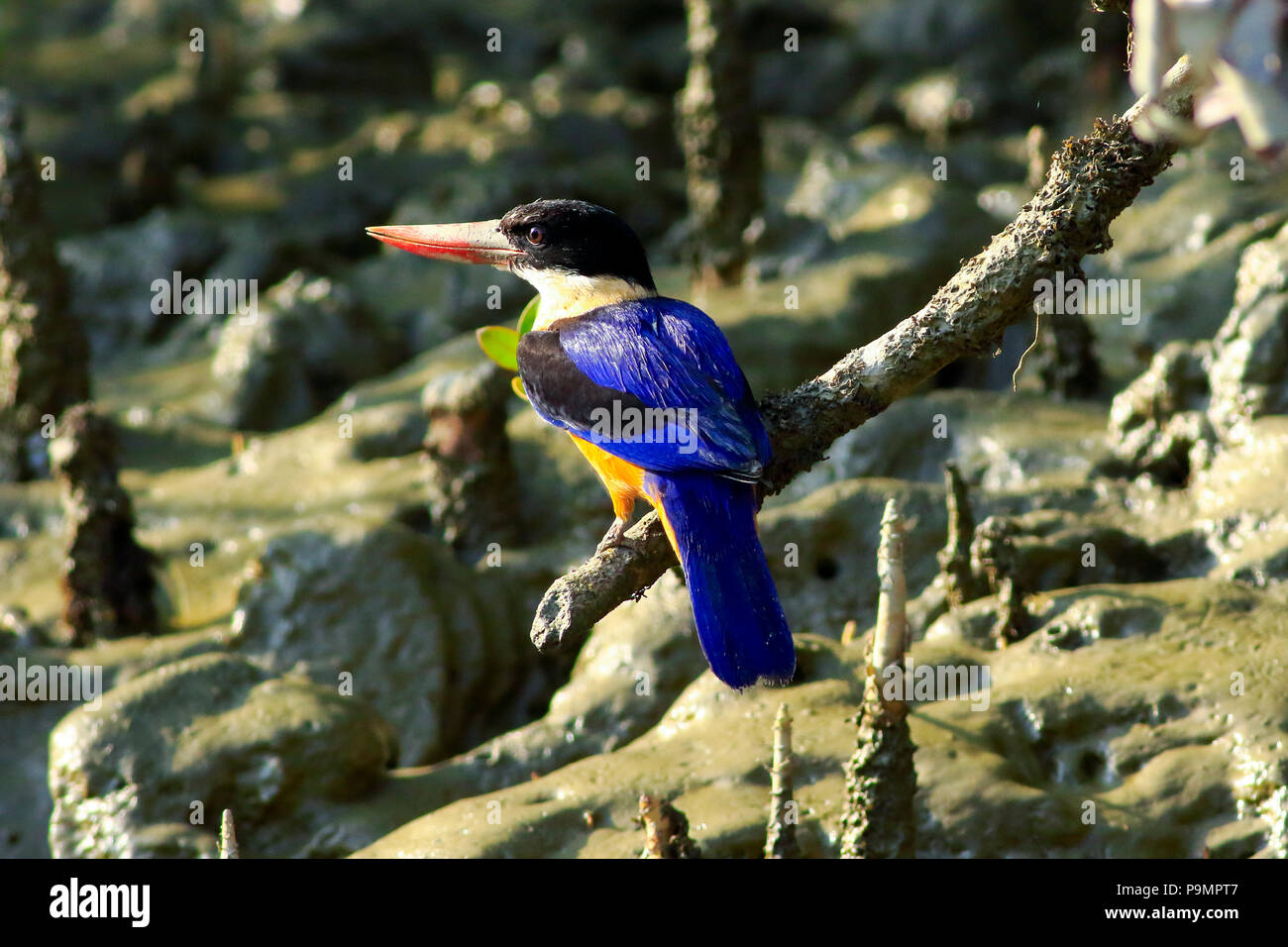 Black-capped Kingfisher, Halcyon pileata, Sundarbans, Bangladesch. Stockfoto