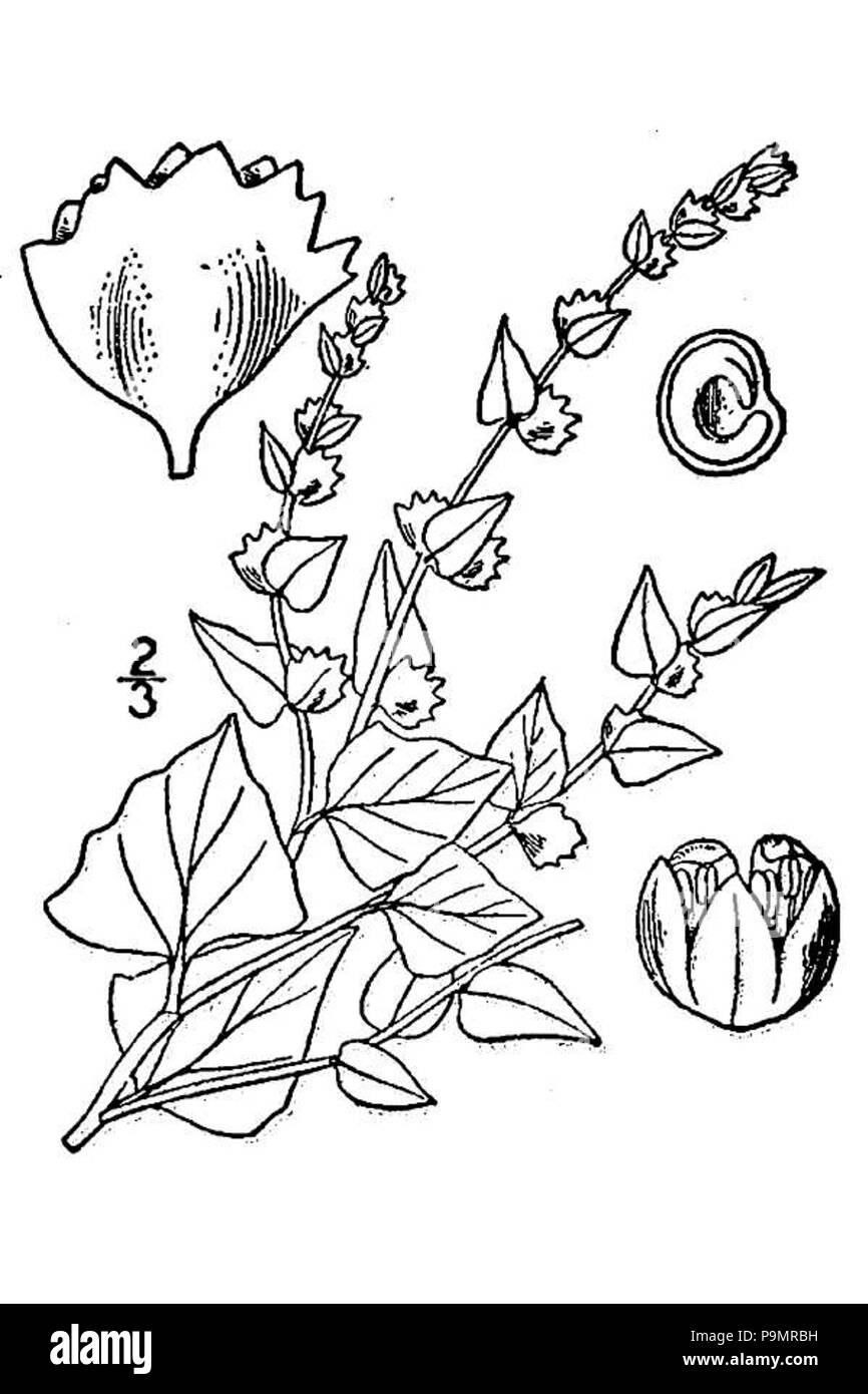 166 Atriplex argentea Stockfoto