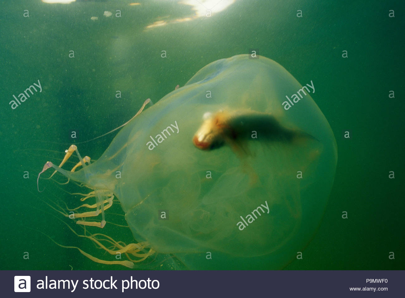 Box Jellyfish Fish Stockfotos & Box Jellyfish Fish Bilder Alamy