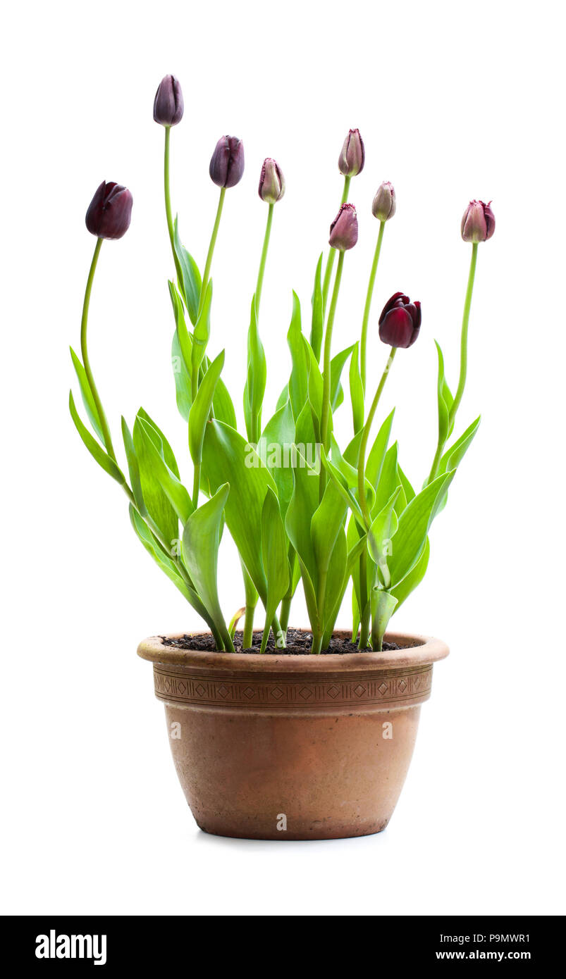 Home gewachsen schwarze Tulpen im Topf isoliert auf weißem Stockfoto Home gewachsen schwarze Tulpen im Topf isoliert auf weißem Stockfoto