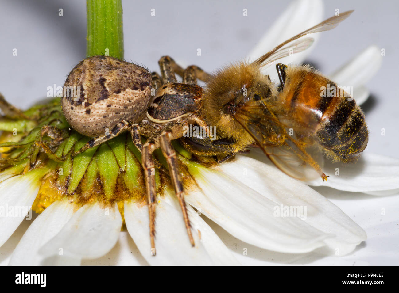 Eine Spinne, die eine Honigbiene frisst. APIs mellifera. Stockfoto