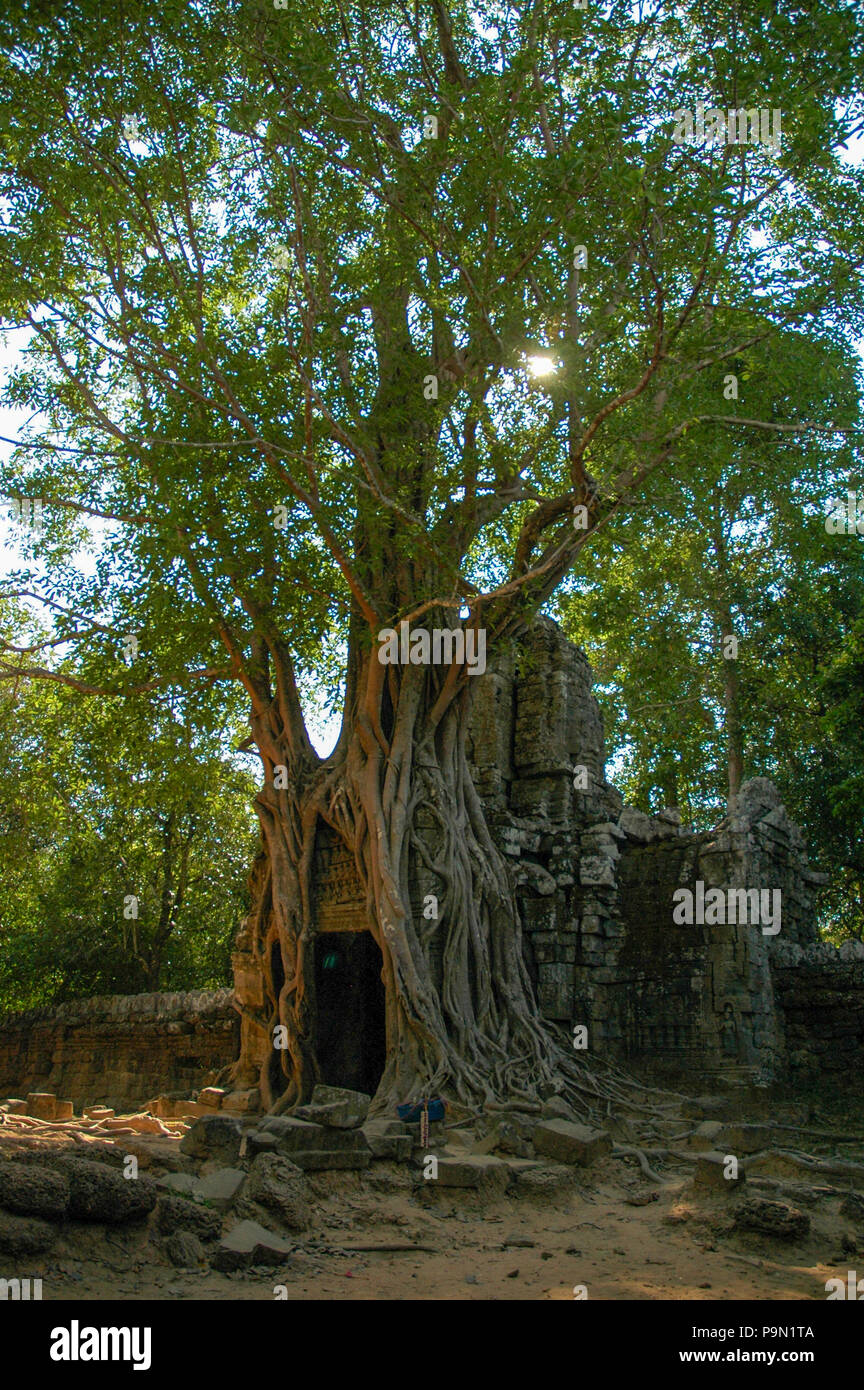 Ta Som ist ein kleiner Tempel in Angkor, Kambodscha, am Ende des 12. Jahrhunderts gebaut für König Jayavarman VII. Es befindet sich nordöstlich von Angkor Thom ein Stockfoto