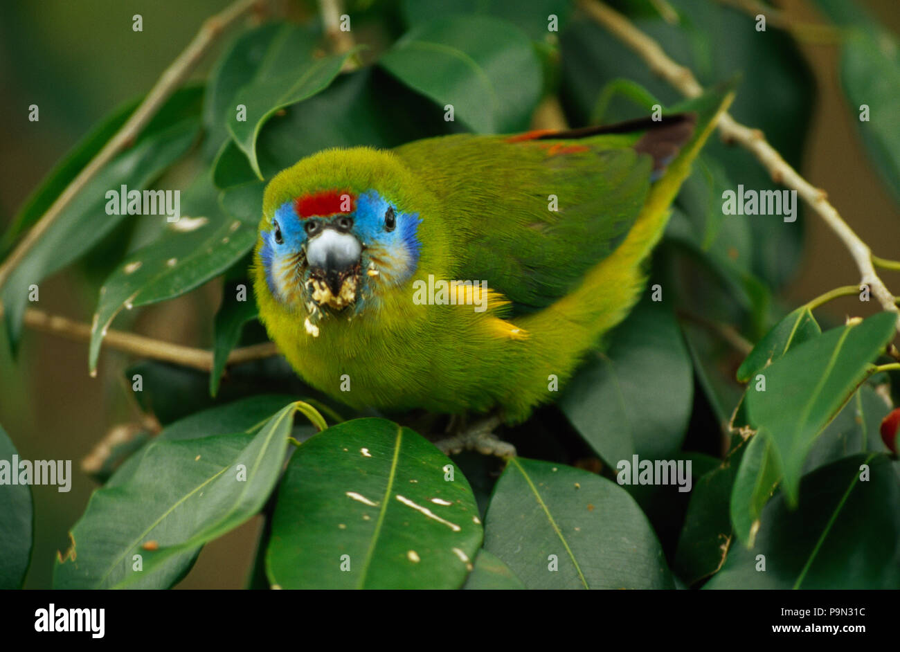 Eine anfällige Doppel-eyed Abb. - Papagei Feeds auf Feigen Früchte. Stockfoto