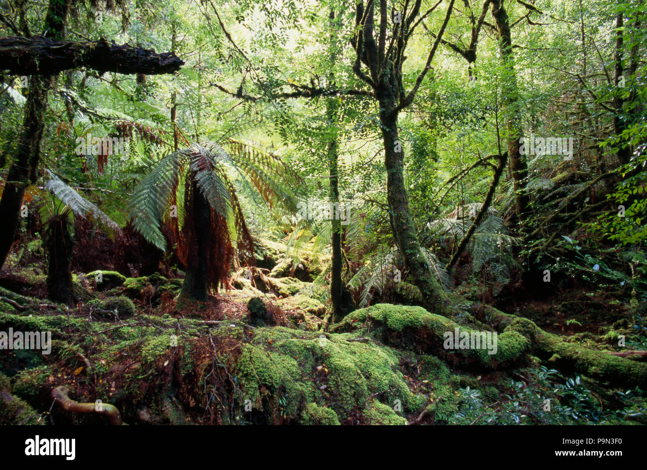Einen kühlen, temperaten Regenwald entlang der Philosoph fällt. Stockfoto