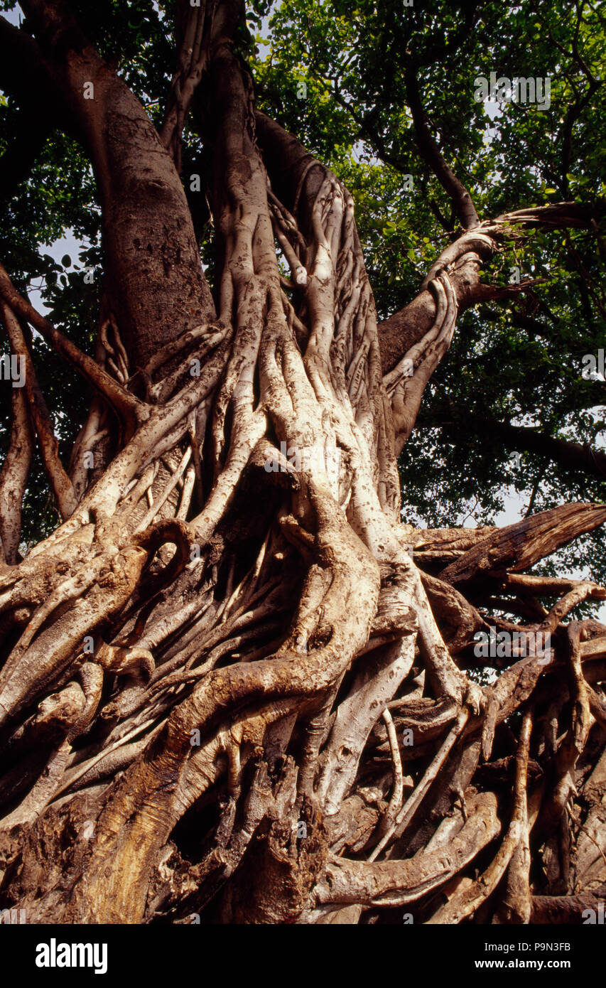 Würgefeige Wurzeln encasing ein banyan Baum in einem Wald. Stockfoto