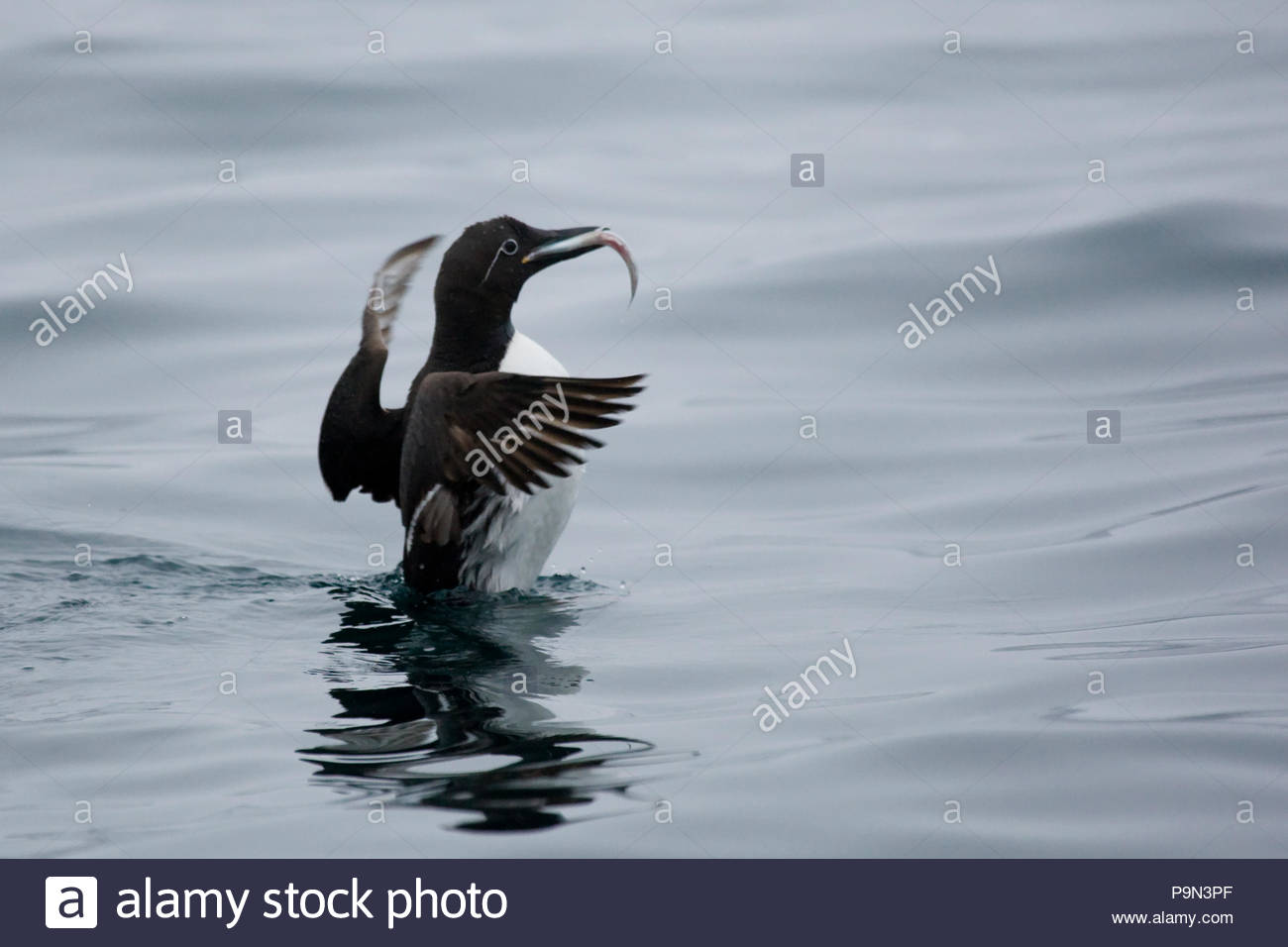 Brunnich der trottellummen/Thick-billed murre mit einem Fisch im Schnabel. Stockfoto