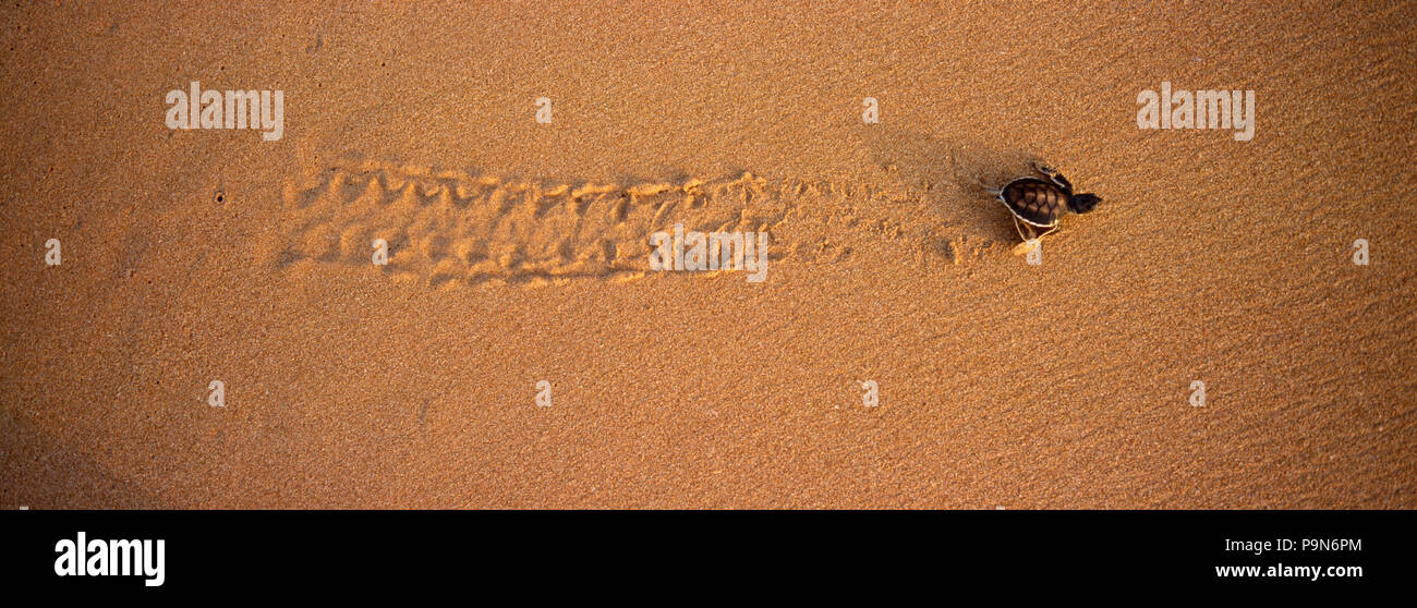 Eine grüne Meeresschildkröte Hatchling" Striche für das Meer verlassen winzige Spuren. Stockfoto