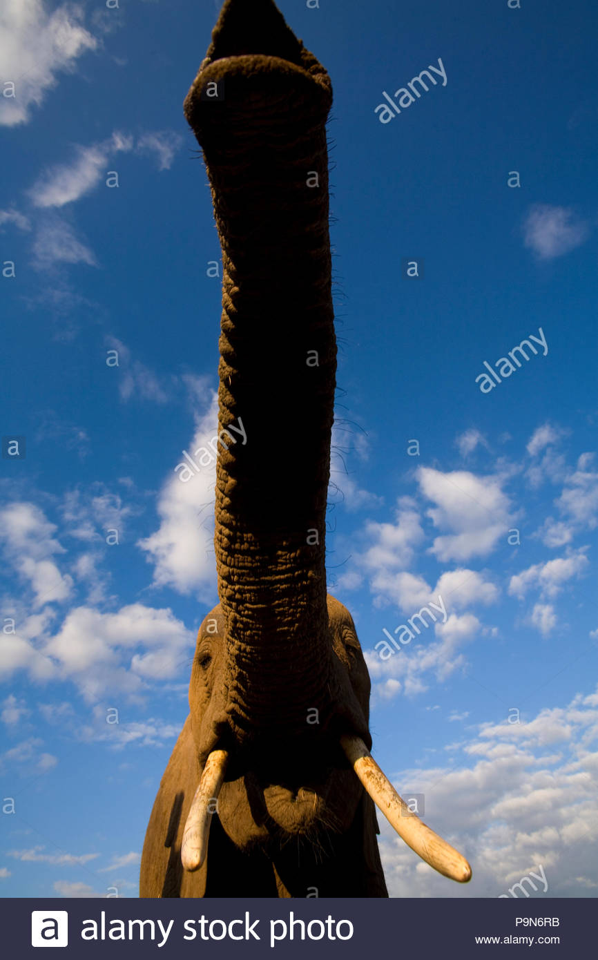 Schließen Detail der Stamm einer Afrikanischer Elefant, Loxodonta Africana. Stockfoto