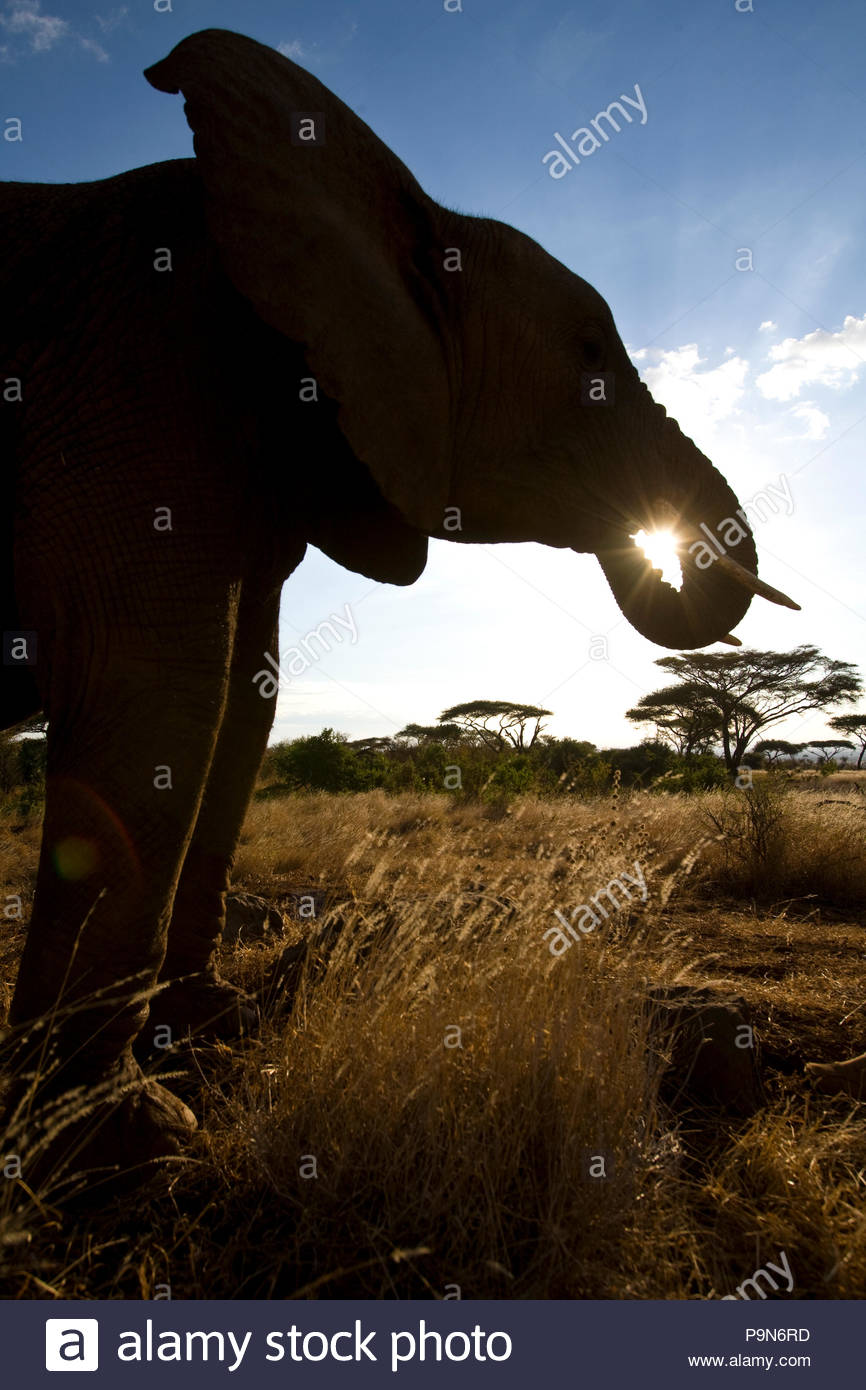 Silhouetted Afrikanischer Elefant scheint die Sonne zu halten in der Amtsleitung. Stockfoto