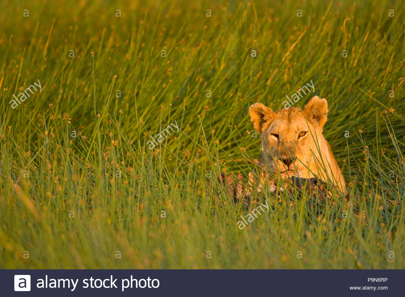 Afrikanische Löwin, Panthera leo, essen das Aas im hohen Gras. Stockfoto