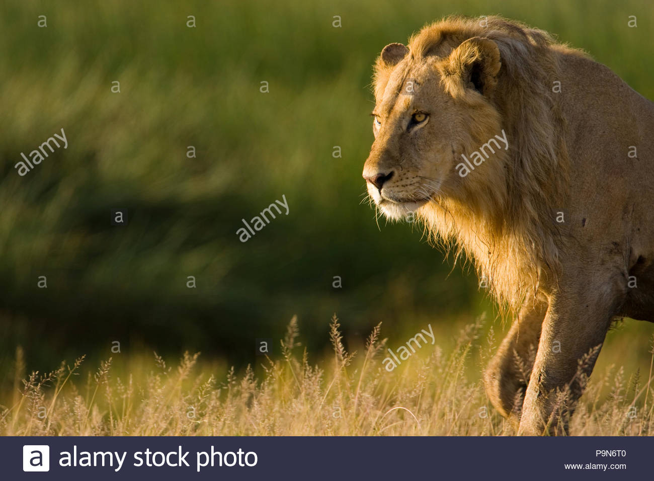 Majestic männlicher afrikanischer Löwe Panthera leo, im goldenen Sonnenlicht. Stockfoto