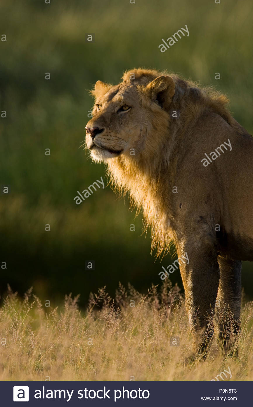Majestic männlicher afrikanischer Löwe Panthera leo, im goldenen Sonnenlicht. Stockfoto