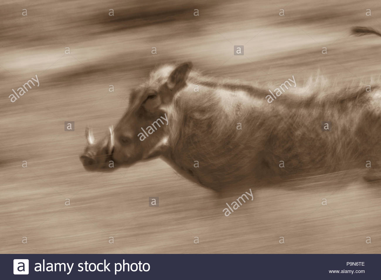 Ein erwachsener Warzenschwein, Phacochoerus aethiopicus, ausgeführt wird. Stockfoto