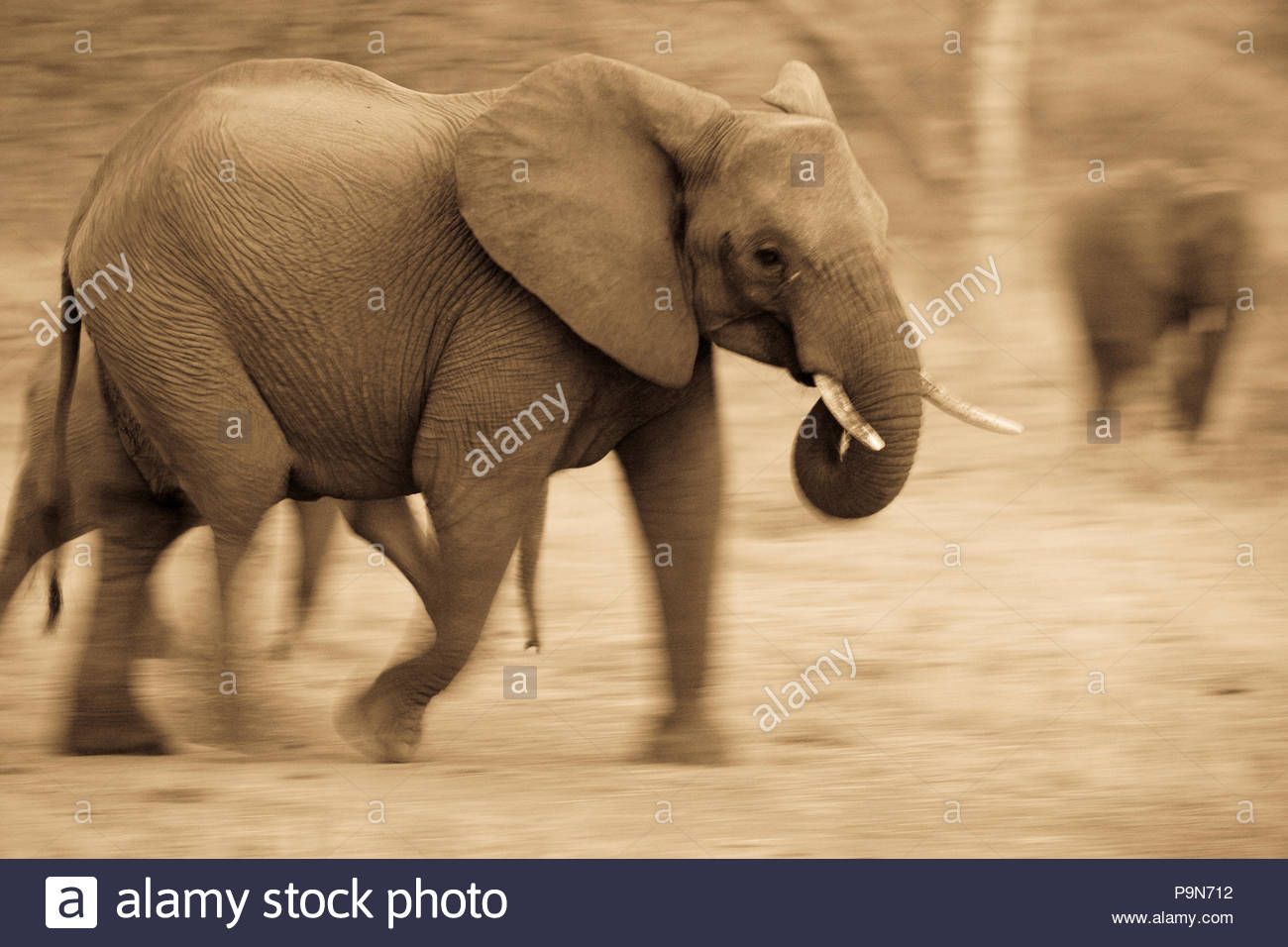 Der afrikanische Elefant, Loxodonta africana, unterwegs. Stockfoto
