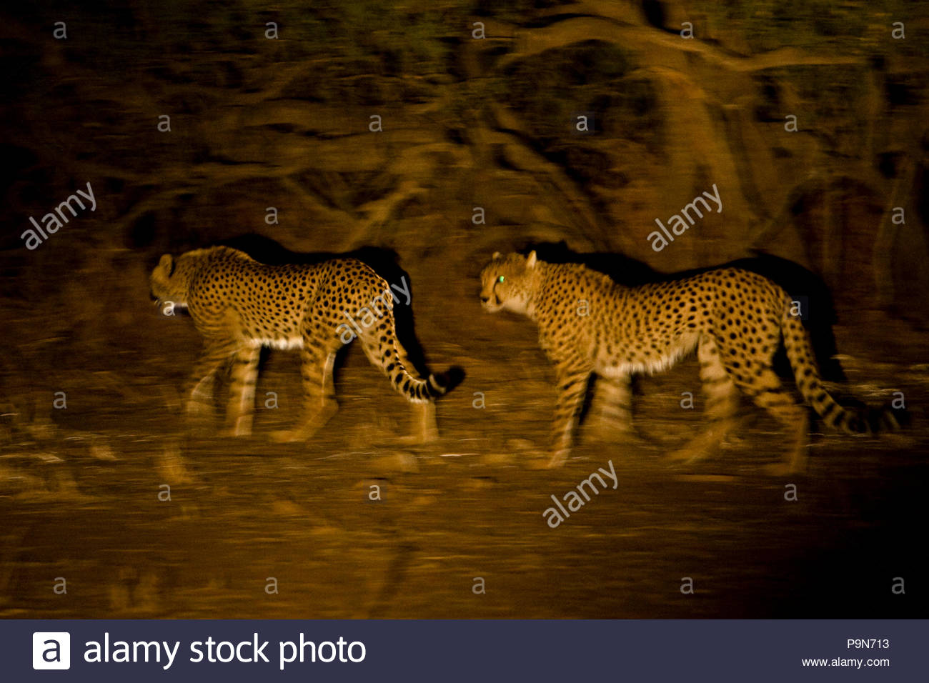 Geparden, Acinonyx jubatus, nachts. Stockfoto