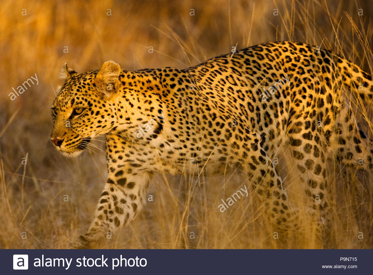 Leopard Panthera Pardus, in Gräsern bei Sonnenaufgang. Stockfoto