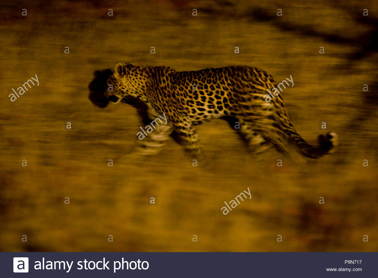 Leopard Panthera Pardus, unterwegs in der Nacht. Stockfoto
