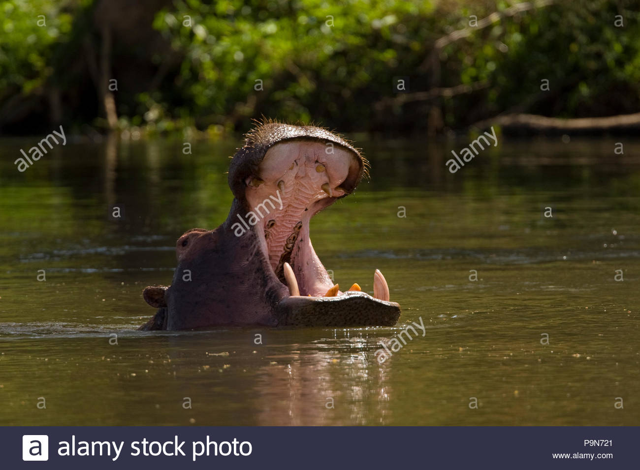 Ein Nilpferd, Hippopotamus amphibius, in Wasser mit dem Mund öffnen. Stockfoto