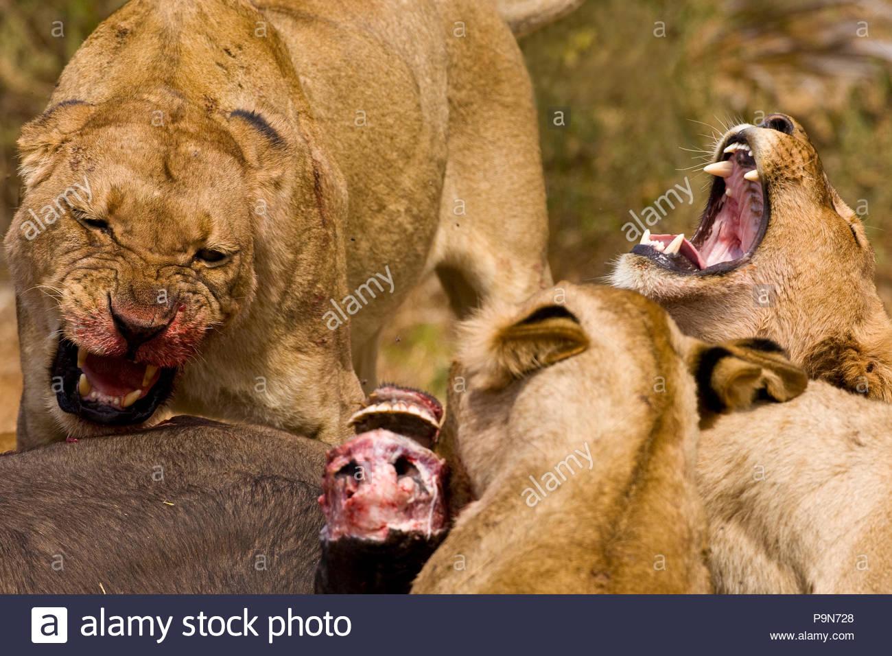 Afrikanische Löwen, Panthera leo, Schlemmen auf einen töten. Stockfoto