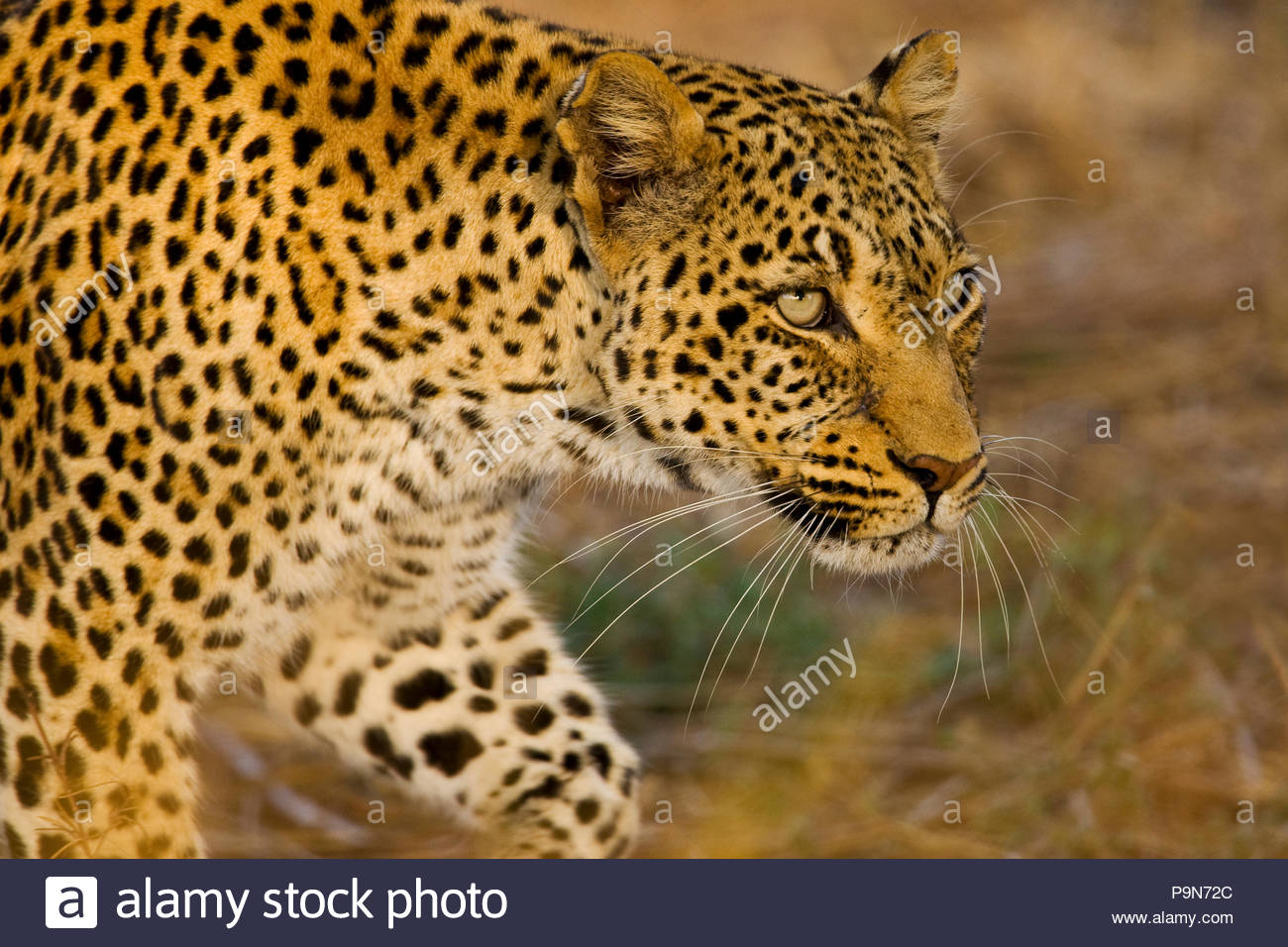 Ein leopard Panthera Pardus, auf der Pirsch. Stockfoto