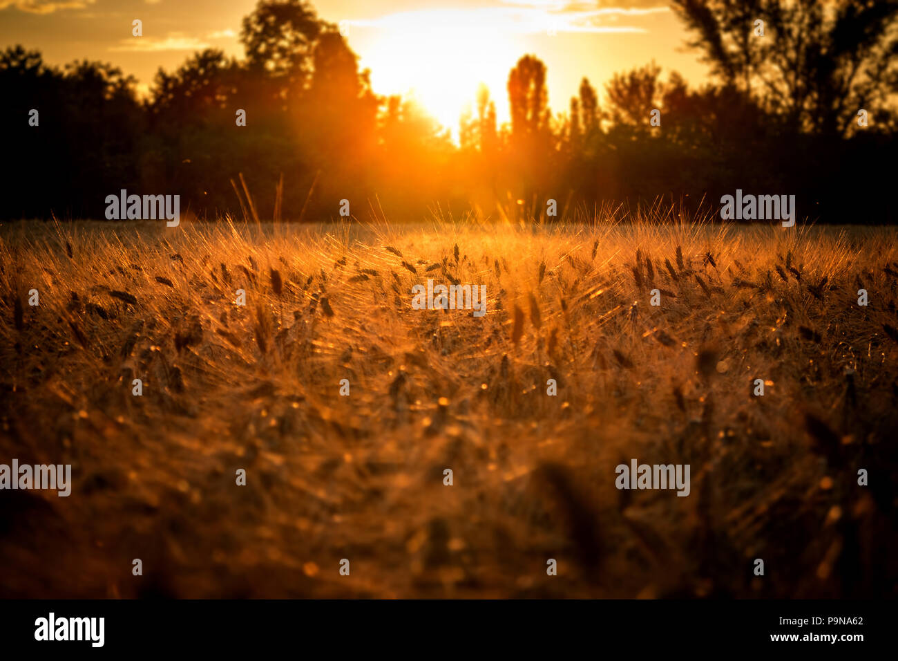 Sonnenuntergang über dem Weizenfeld. Goldene Stunde und Feld mit Getreide. Stockfoto