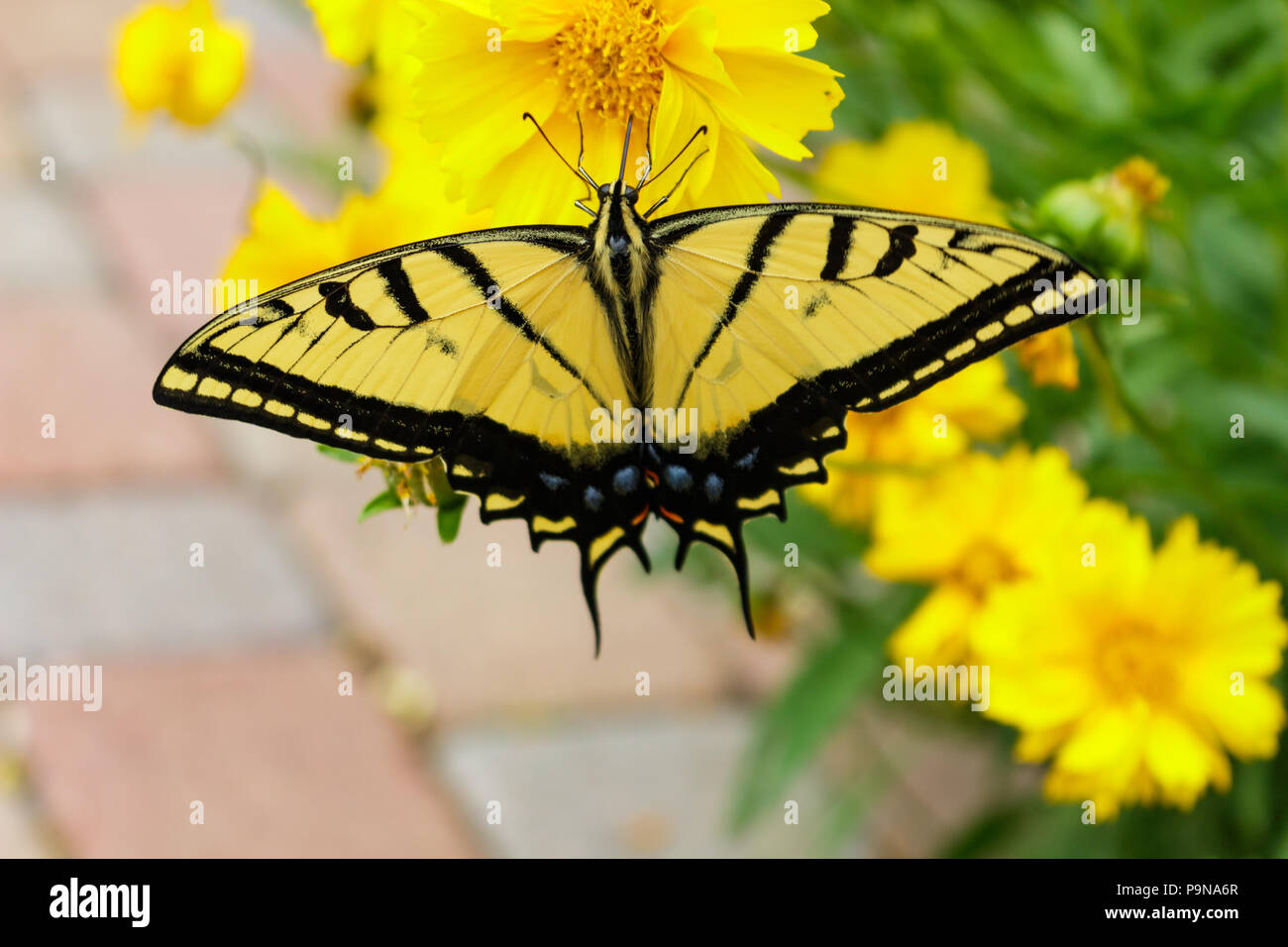 Schöne Schwalbenschwanz Schmetterling Fütterung auf ein coreopsis Blume mit seinem Rüssel. Stockfoto