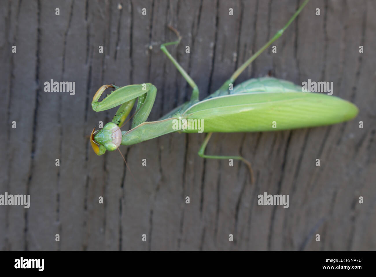 Ein preying Mantis auf eine Wand Schauen herauf, direkt an Sie Stockfoto