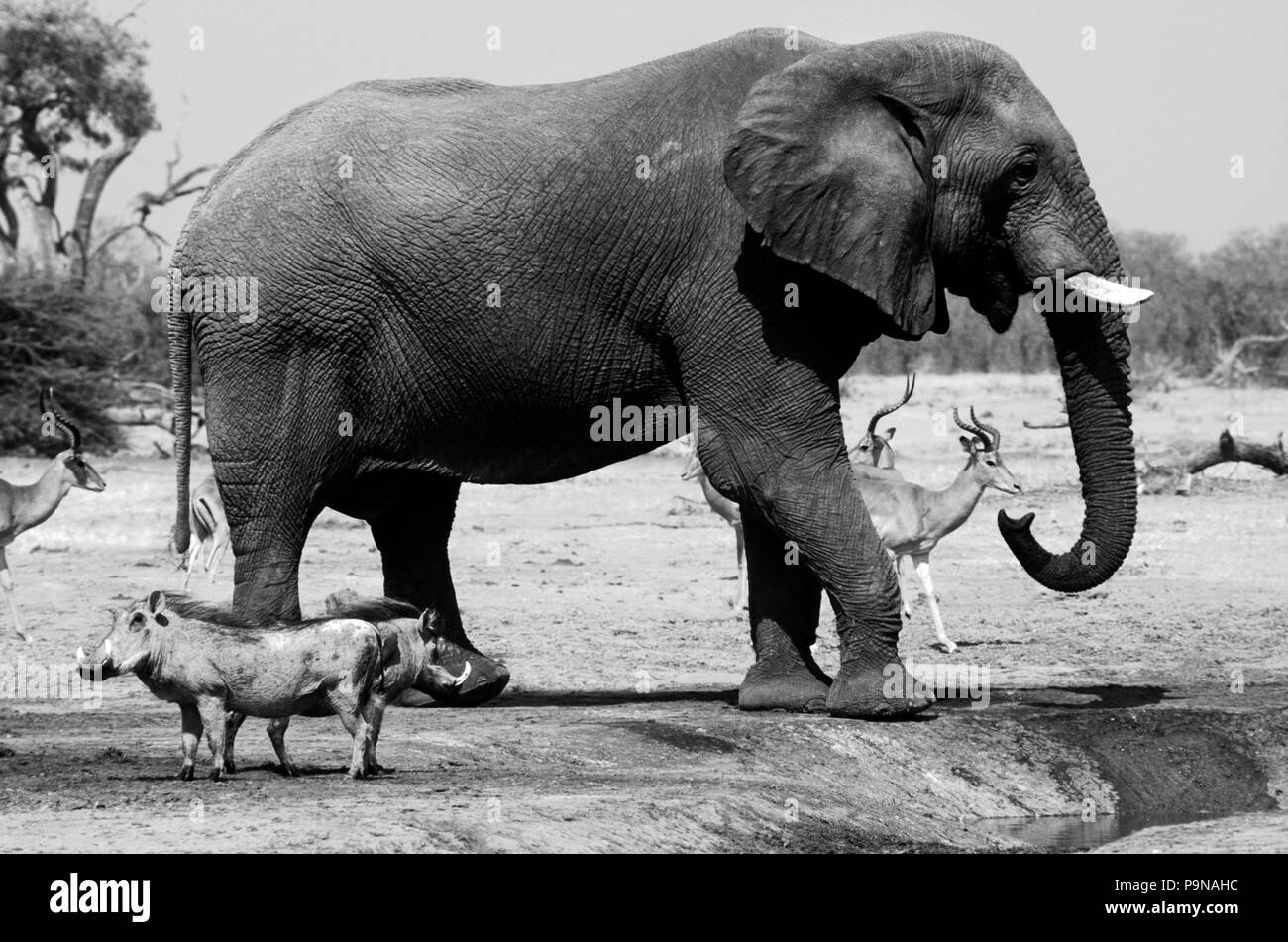 IMPALAS und Warzenschweine warten für einen Elefanten Trinken an einem Wasserloch in der SAVUTI MARSH zu beenden Stockfoto