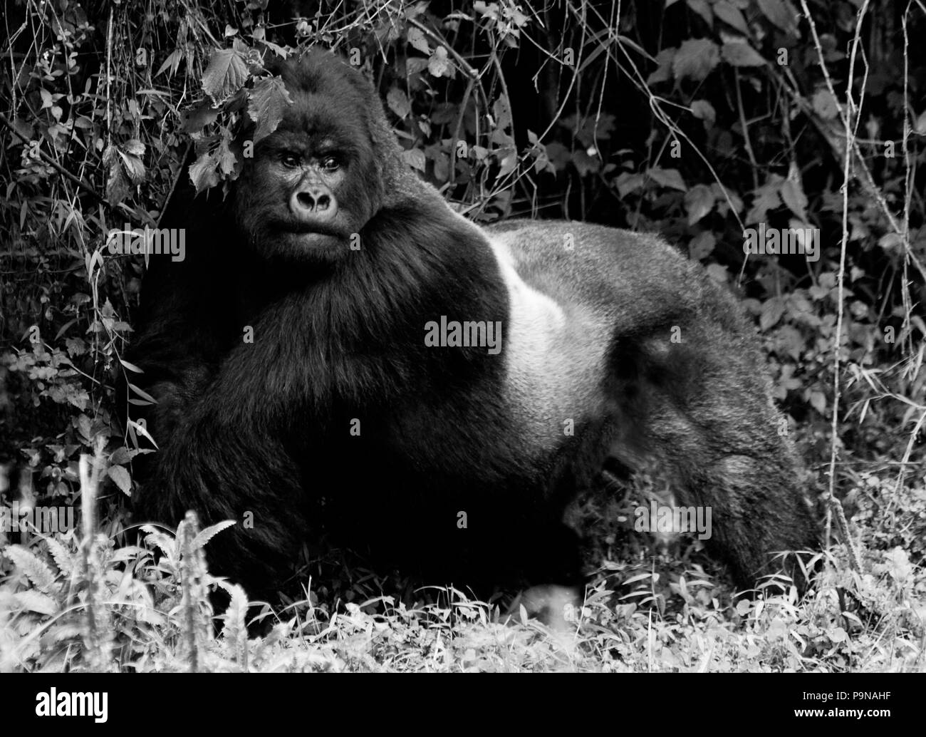 GORUNDHA, der SABYINYO GROUP, ist die größte Alpha Male Silber zurück in VOLCANOES NATIONAL PARK - RUANDA Stockfoto