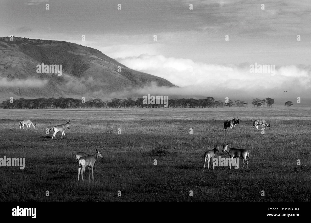 HARTEBEESTS (Alcelaphus Buselaphus) Weiden in der Ngorongoro Crater Conservation Area im Morgengrauen - Tansania Stockfoto