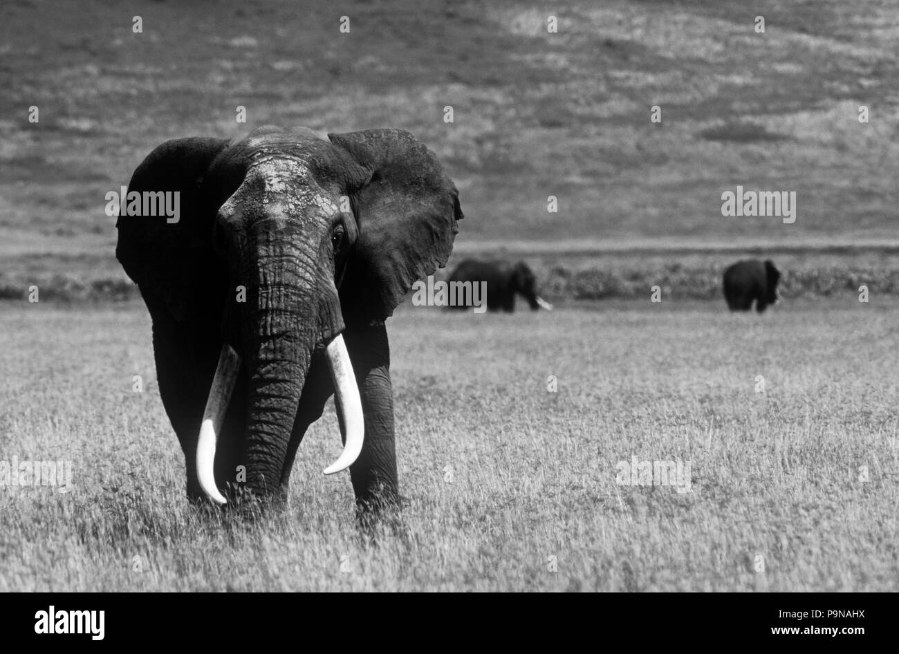 Die STOSSZÄHNE von diesem herrlichen Stier ELEFANT (Loxodonta Africana) wiegen 250 lb pro Stück - Ngorongoro Krater Stockfoto