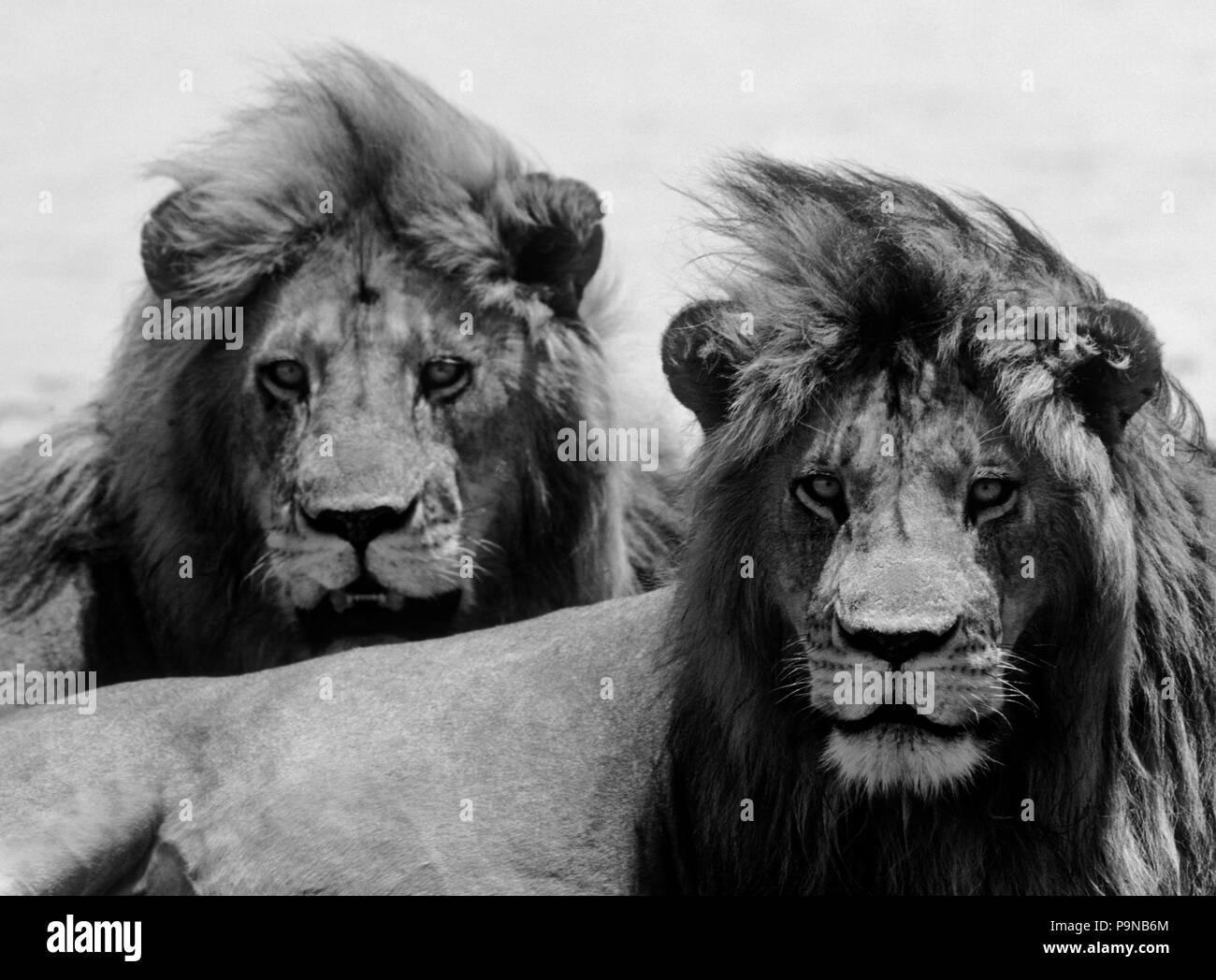 Diese ausgewachsenen Löwen Brüder (Pantera LEO) leicht ihren Stolz verteidigen können - Serengeti, Tansania Stockfoto