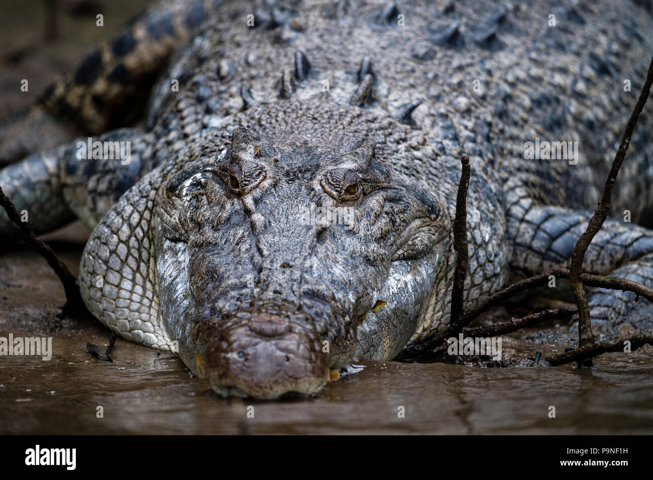 Ein Salzwasser Krokodil basking an einem Flussufer zu Thermoregulate es Körpertemperatur. Stockfoto