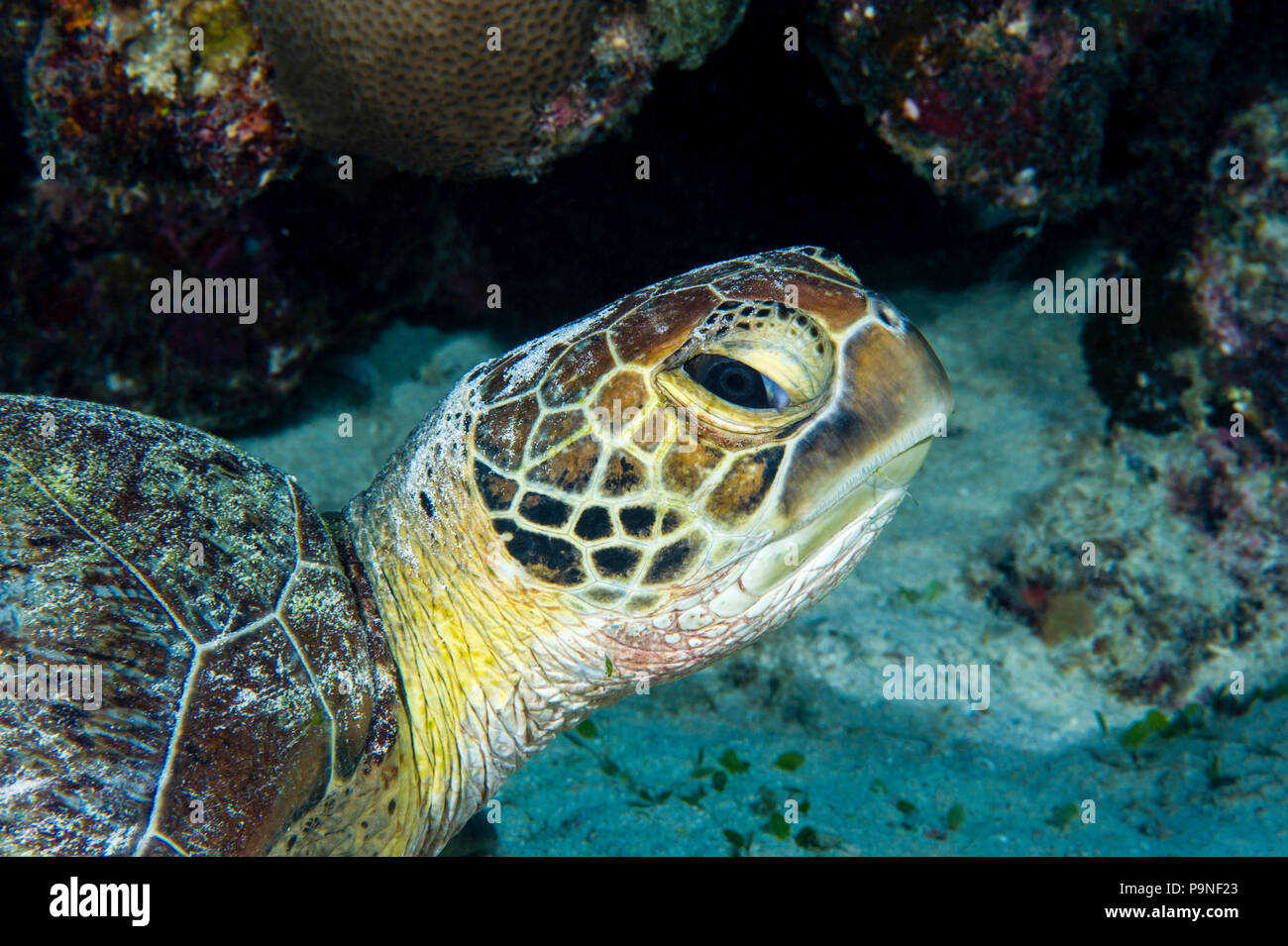 Eine grüne Meeresschildkröte ruht auf dem sandigen Meeresgrund. Stockfoto