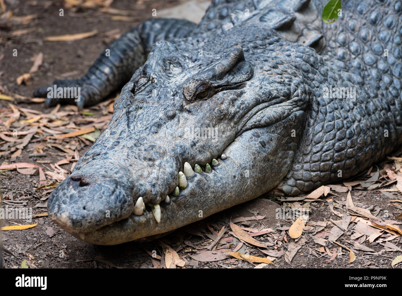 Ein Salzwasser Krokodil Fragen am Flussufer zu Thermoregulate es Körpertemperatur. Stockfoto