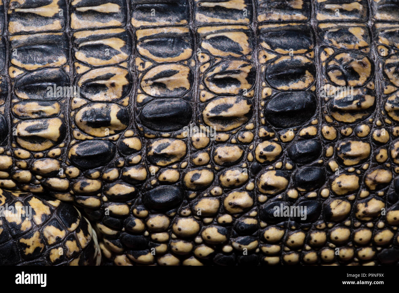 Ledrig und geschmeidig Schuppen und Haut eines jungen Salzwasser Krokodil. Stockfoto