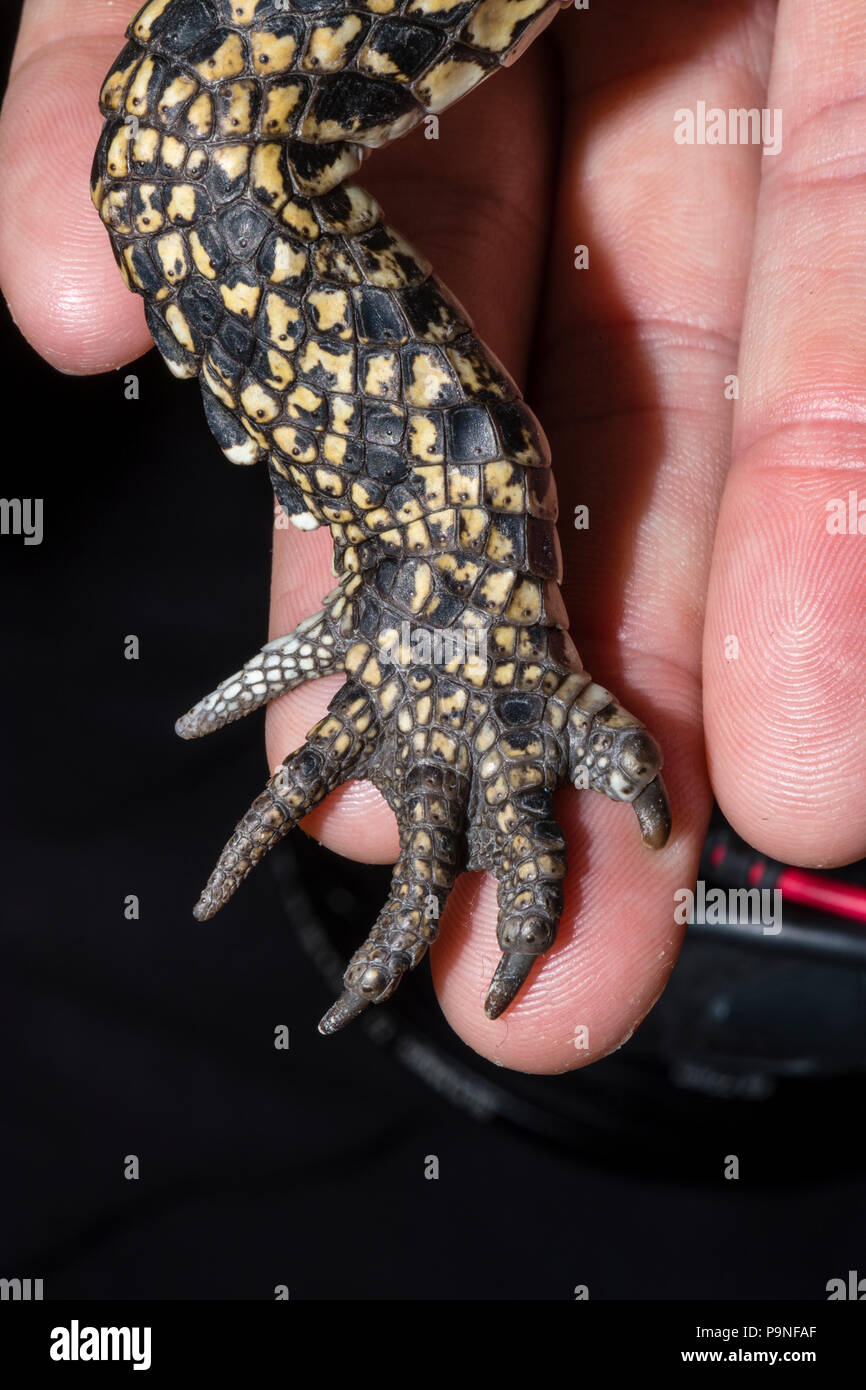 Die kleinen Krallen und Fuß eines Jungen Salzwasser Krokodil. Stockfoto