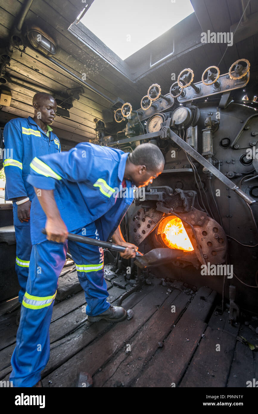 Einen erwachsenen männlichen Arbeitnehmer Lasten Kohle in den Motor einer Garratt Dampflokomotive. Simbabwe Stockfoto