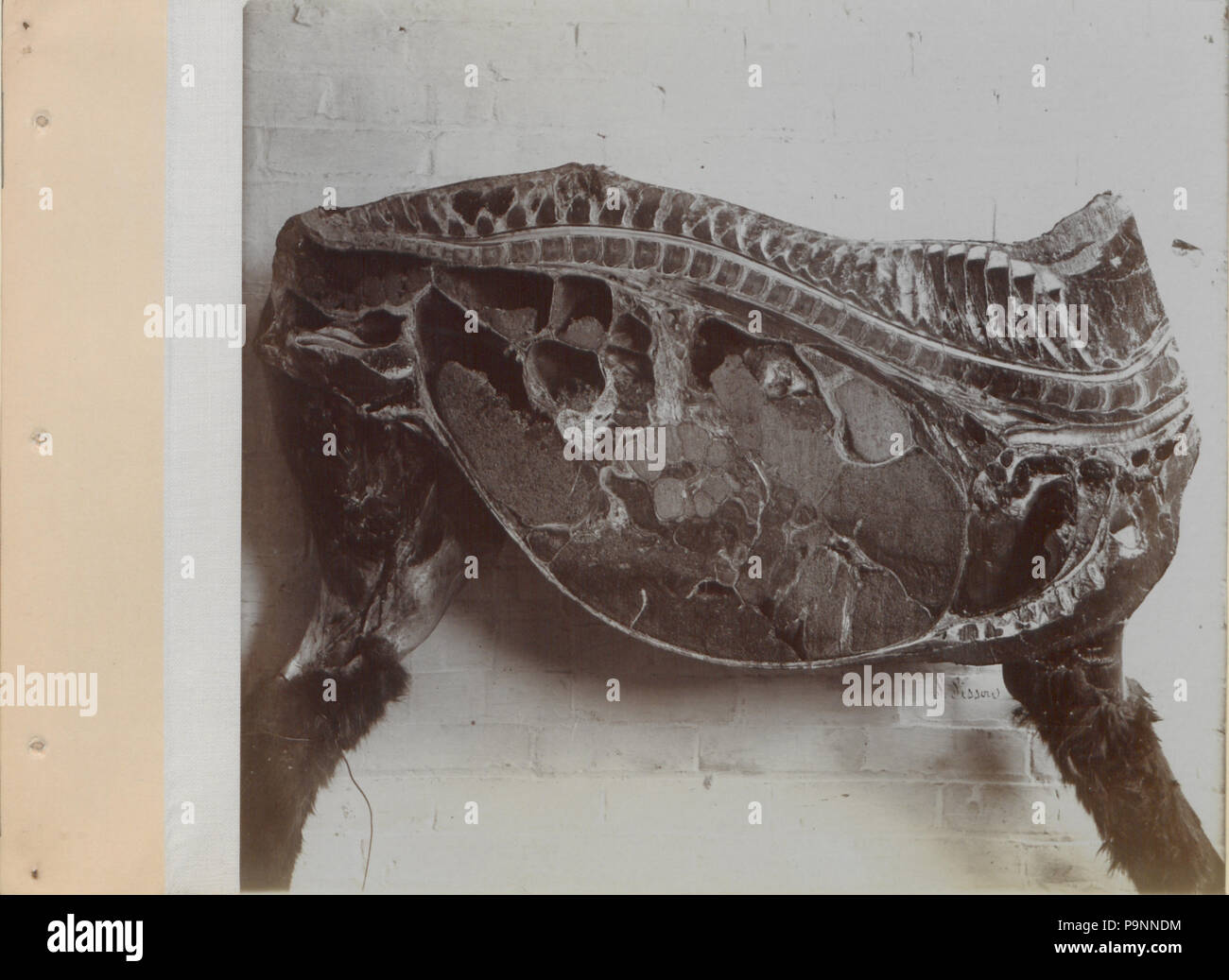 88 eine Reihe von Fotografien, die die Anatomie von Pferd und Hund nach der Methode der gefrorener Zubereitungen und Abschnitte erstellt von S Sisson von Toronto (HS 85-10 -9846-11) Stockfoto