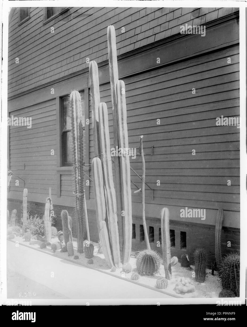 88 Eine kleine Kakteen Garten neben einem holzstäbchen Gebäude, Ca.1920 (CHS-2380) Stockfoto