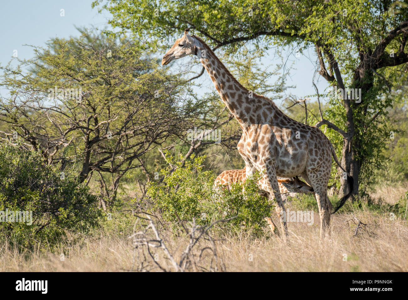 Eine Mutter Giraffen in der Savanne von Simbabwe steht und Krankenschwestern ihr junges Kalb in Hwange National Park. Hwange, Simbabwe Stockfoto