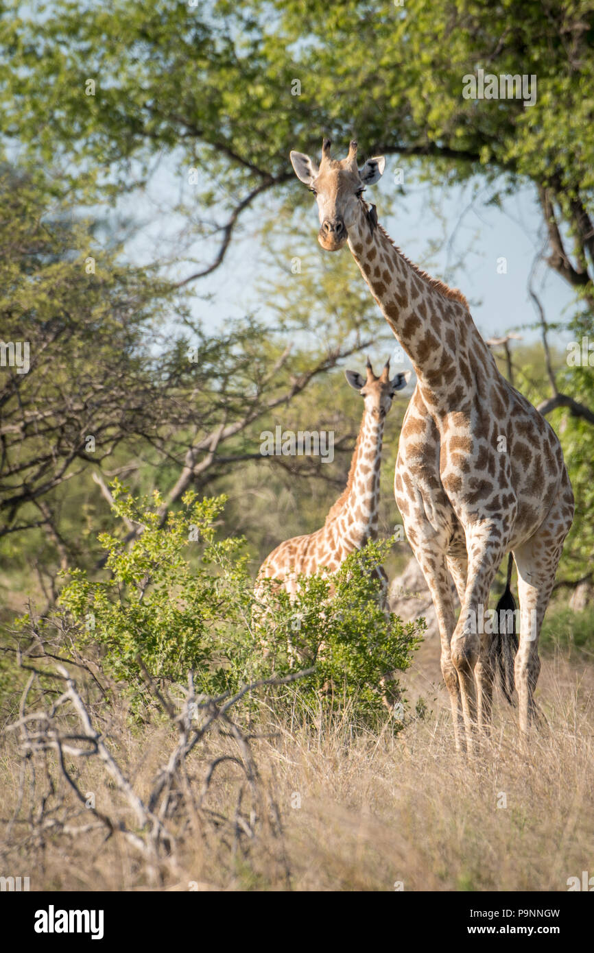 Eine Mutter Giraffen in der Savanne von Simbabwe steht eng mit ihren jungen Kalb in Hwange National Park. Hwange, Simbabwe Stockfoto