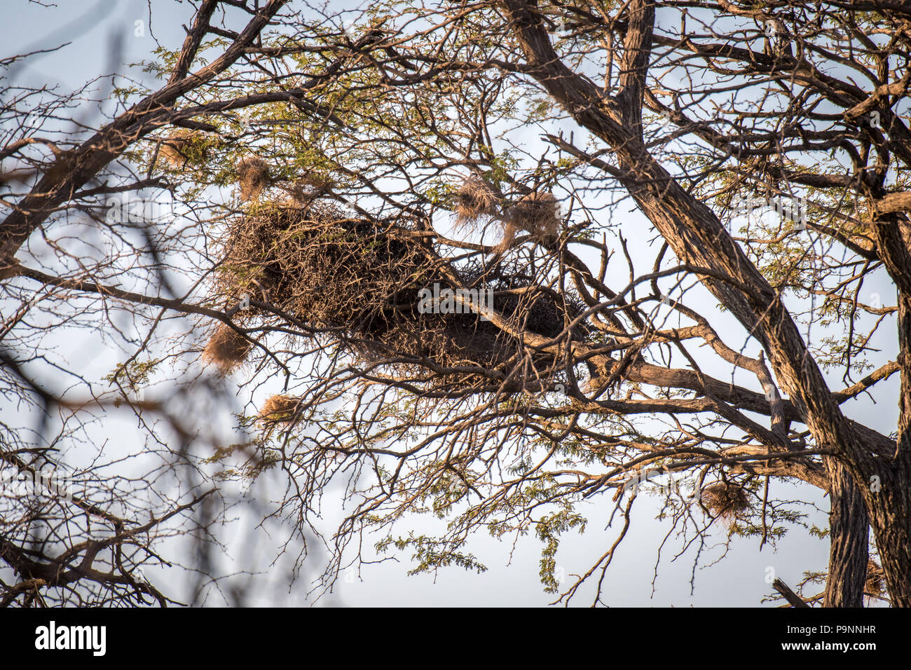 Gruppen von Weber Nester hängen von der Äste hoch in den Baumkronen in Hwange National Park. Hwange, Simbabwe Stockfoto