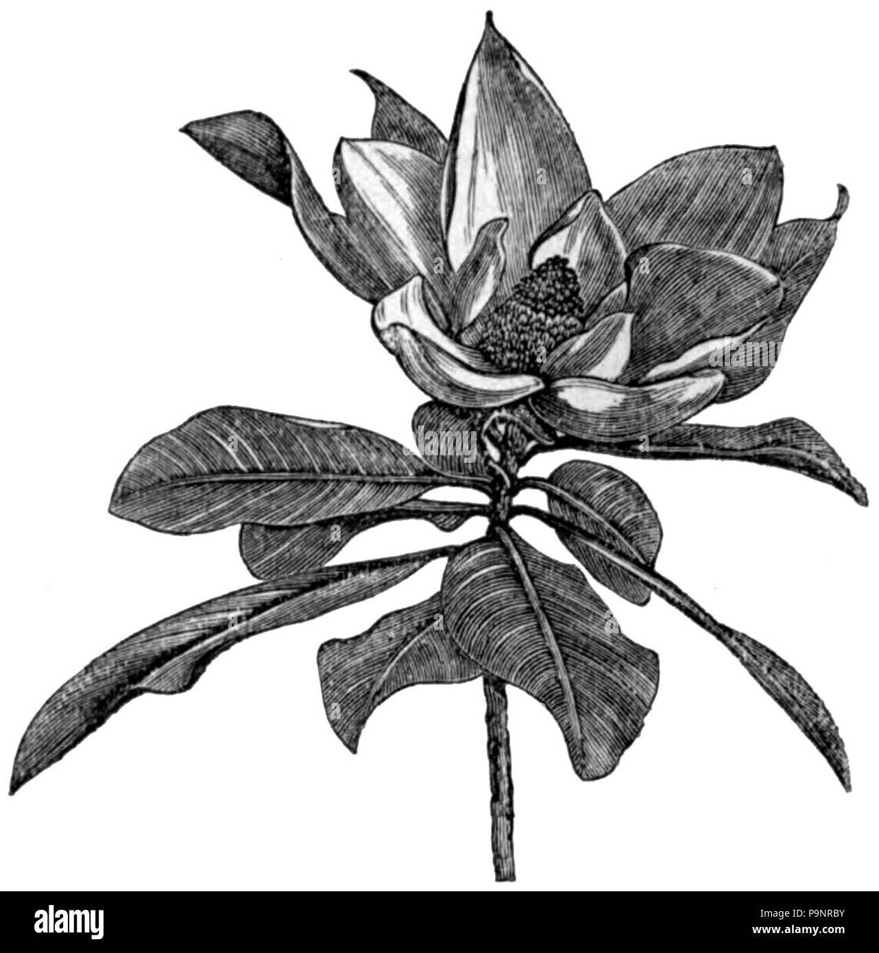 . Zeichnung von Blumen und Blätter von einem großen blühenden Magnolia (Magnolia grandiflora). veröffentlicht 1879 121 AmCyc 1879 Magnolia - Groß - Blumen Magnolia Stockfoto