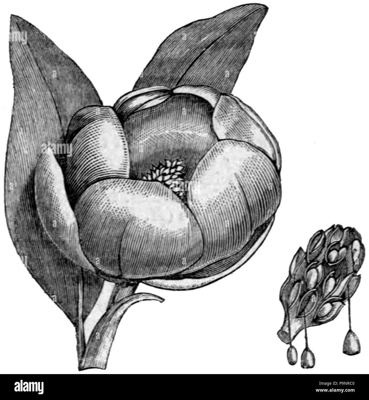 . Zeichnung der Blüten, Blätter und Früchte von einem lorbeerkranz Magnolia (Magnolia Hastata). veröffentlicht 1879 121 AmCyc 1879 Magnolia - Laurel Magnolia Stockfoto