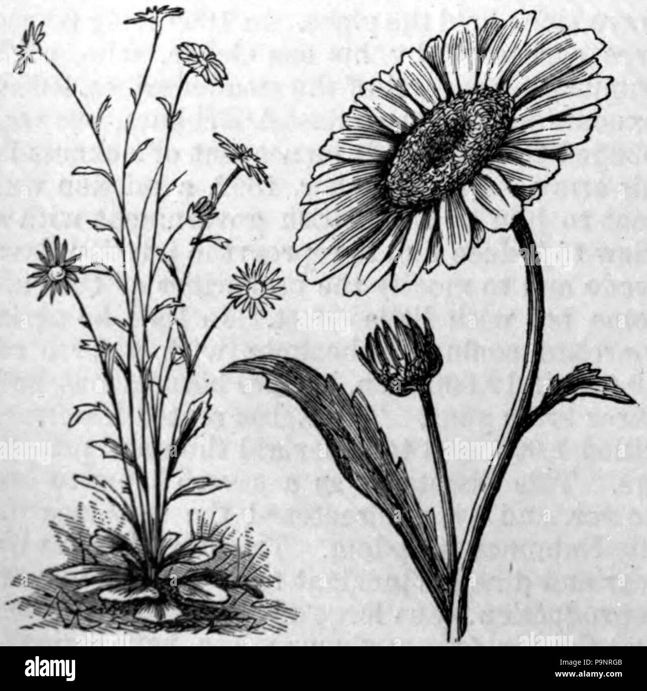 . Englisch: Zeichnung eines ox-eye daisy-Anlage (Chrysanthemum leucanthemum). veröffentlicht 1879 121 AmCyc Daisy-Ox-Eye Daisy Stockfoto